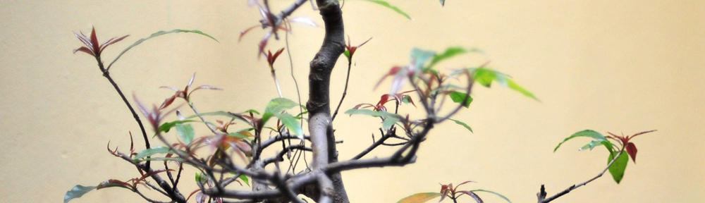 Four Season News